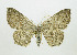  ( - NHMO_lep_2023.02)  @11 [ ] Copyright (2024) Leif Aarvik University of Oslo, Natural History Museum