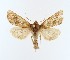  ( - NHMO lep. 202410)  @11 [ ] Copyright (2024) Leif Aarvik University of Oslo, Natural History Museum