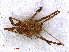  (Opilio saxatilis - RMNH.OPI.1290)  @13 [ ] CreativeCommons - Attribution Non-Commercial Share-Alike (2013) Unspecified Naturalis Biodiversity Center