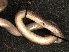  ( - RMNH.5086842)  @11 [ ] Unspecified (default): All Rights Reserved  Roland Butôt Naturalis Biodiversity Centre