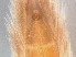  ( - RMNH.5009080)  @11 [ ] CreativeCommons - Attribution Non-Commercial Share-Alike (2018) Unspecified Naturalis Biodiversity Center