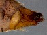  ( - RMNH.5009084)  @11 [ ] CreativeCommons - Attribution Non-Commercial Share-Alike (2018) Unspecified Naturalis Biodiversity Center