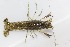 ( - RMNH.5009107)  @11 [ ] CreativeCommons - Attribution Non-Commercial Share-Alike (2018) Unspecified Naturalis Biodiversity Center