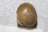  ( - RMNH.5009233)  @11 [ ] CreativeCommons - Attribution Non-Commercial Share-Alike (2018) Unspecified Naturalis Biodiversity Center
