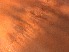  ( - RMNH.5009233)  @11 [ ] CreativeCommons - Attribution Non-Commercial Share-Alike (2018) Unspecified Naturalis Biodiversity Center