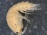  ( - RMNH.5009286)  @11 [ ] CreativeCommons - Attribution Non-Commercial Share-Alike (2018) Unspecified Naturalis Biodiversity Center