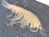  ( - RMNH.5009294)  @11 [ ] CreativeCommons - Attribution Non-Commercial Share-Alike (2018) Unspecified Naturalis Biodiversity Center