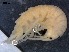  ( - RMNH.5009298)  @11 [ ] CreativeCommons - Attribution Non-Commercial Share-Alike (2018) Unspecified Naturalis Biodiversity Center