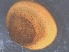  ( - RMNH.5009307)  @11 [ ] CreativeCommons - Attribution Non-Commercial Share-Alike (2018) Unspecified Naturalis Biodiversity Center