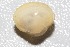 ( - RMNH.5009309)  @11 [ ] CreativeCommons - Attribution Non-Commercial Share-Alike (2018) Unspecified Naturalis Biodiversity Center