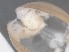  (Sphaerium solidum - RMNH.5009309)  @11 [ ] CreativeCommons - Attribution Non-Commercial Share-Alike (2018) Unspecified Naturalis Biodiversity Center
