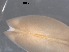  ( - RMNH.5009311)  @11 [ ] CreativeCommons - Attribution Non-Commercial Share-Alike (2018) Unspecified Naturalis Biodiversity Center