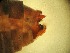  ( - RMNH.5012213)  @11 [ ] CreativeCommons - Attribution Non-Commercial Share-Alike (2018) Unspecified Naturalis Biodiversity Center