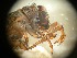  ( - RMNH.5012324)  @11 [ ] CreativeCommons - Attribution Non-Commercial Share-Alike (2018) Unspecified Naturalis Biodiversity Center