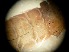  ( - RMNH.5012324)  @11 [ ] CreativeCommons - Attribution Non-Commercial Share-Alike (2018) Unspecified Naturalis Biodiversity Center