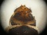  ( - RMNH.5012355)  @11 [ ] CreativeCommons - Attribution Non-Commercial Share-Alike (2018) Unspecified Naturalis Biodiversity Center
