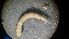  ( - RMNH.5012363)  @11 [ ] CreativeCommons - Attribution Non-Commercial Share-Alike (2018) Unspecified Naturalis Biodiversity Center