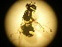  ( - RMNH.5015456)  @11 [ ] CreativeCommons - Attribution Non-Commercial Share-Alike (2018) Unspecified Naturalis Biodiversity Center