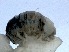  ( - RMNH.5015502)  @11 [ ] CreativeCommons - Attribution Non-Commercial Share-Alike (2018) Unspecified Naturalis Biodiversity Center