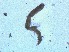  (Lekanesphaera hookeri - RMNH.5015502)  @11 [ ] CreativeCommons - Attribution Non-Commercial Share-Alike (2018) Unspecified Naturalis Biodiversity Center