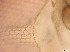  ( - RMNH.5091532)  @11 [ ] CreativeCommons - Attribution Non-Commercial Share-Alike (2018) Unspecified Naturalis Biodiversity Center