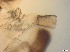  ( - RMNH.5091532)  @11 [ ] CreativeCommons - Attribution Non-Commercial Share-Alike (2018) Unspecified Naturalis Biodiversity Center