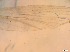  ( - RMNH.5091532)  @11 [ ] CreativeCommons - Attribution Non-Commercial Share-Alike (2018) Unspecified Naturalis Biodiversity Center