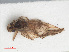  ( - RMNH.INS.547151)  @13 [ ] CreativeCommons - Attribution Non-Commercial Share-Alike (2013) Unspecified Naturalis Biodiversity Center