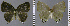  ( - CF-LYC-1126)  @11 [ ] by-nc-sa (2020) C. FAYNEL MNHN, Paris