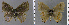  ( - CF-LYC-1147)  @11 [ ] by-nc-sa (2021) C. FAYNEL MNHN, Paris