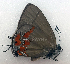  ( - CF-LYC-1191)  @11 [ ] by-nc-sa (2021) C. FAYNEL MNHN, Paris