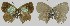  ( - CF-LYC-1217)  @11 [ ] by-nc-sa (2021) P. BOYER Jagiellonian University, Cracovia, Poland