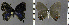  ( - CF-LYC-1250)  @11 [ ] by-nc-sa (2021) C. FAYNEL MNHN, Paris