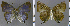  ( - CF-LYC-1306)  @11 [ ] by-nc-sa (2021) C. FAYNEL MNHN, Paris