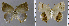  ( - CF-LYC-1355)  @11 [ ] by-nc-sa (2021) C. FAYNEL MNHN, Paris