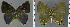  ( - CF-LYC-1417)  @11 [ ] by-nc-sa (2021) C. FAYNEL MNHN, Paris