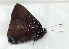  ( - CF-LYC-1455)  @11 [ ] by-nc-sa (2021) C. FAYNEL MNHN, Paris