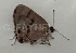  ( - CF-LYC-1461)  @11 [ ] by-nc-sa (2021) C. FAYNEL MNHN, Paris