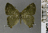  ( - CF-LYC-1776)  @11 [ ] by-nc-sa (2022) C. FAYNEL MNHN, Paris