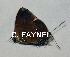  ( - CF-LYC-1810)  @11 [ ] by-nc-sa (2022) C. FAYNEL MNHN, Paris