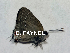  ( - CF-LYC-1813)  @11 [ ] by-nc-sa (2022) C. FAYNEL MNHN, Paris