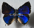  ( - CF-LYC-1859)  @11 [ ] by-nc-sa (2022) C. FAYNEL MNHN, Paris
