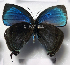  ( - CF-LYC-1887)  @11 [ ] by-nc-sa (2022) C. FAYNEL MNHN, Paris
