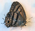  ( - CF-LYC-1926)  @11 [ ] by-nc-sa (2023) C. FAYNEL MNHN, Paris