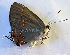  ( - CF-LYC-1931)  @11 [ ] by-nc-sa (2023) C. FAYNEL MNHN, Paris