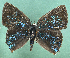 ( - CF-LYC-1976)  @11 [ ] by-nc-sa (2023) C. FAYNEL MNHN, Paris