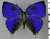  ( - CF-LYC-1979)  @11 [ ] by-nc-sa (2023) C. FAYNEL MNHN, Paris