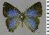  ( - CF-LYC-1983)  @11 [ ] by-nc-sa (2023) C. FAYNEL MNHN, Paris