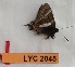  ( - CF-LYC-2045)  @11 [ ] by-nc-sa (2023) MNHN MNHN, Paris