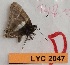  ( - CF-LYC-2047)  @11 [ ] by-nc-sa (2023) MNHN MNHN, Paris